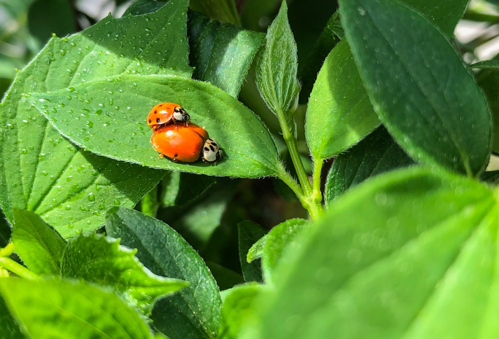 red and black ladybug on green leaf