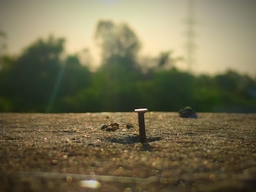 A close-up of a single nail jutting out from a textured surface, with a blurry background of trees and the sky lit by a warm, natural light.