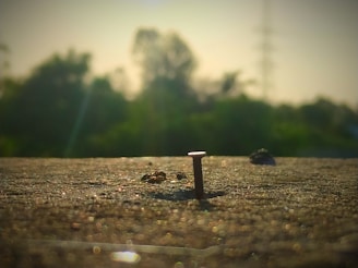 A close-up of a single nail jutting out from a textured surface, with a blurry background of trees and the sky lit by a warm, natural light.