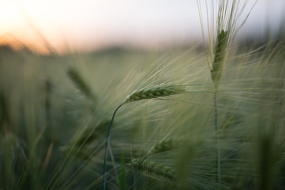 green wheat in close up photography