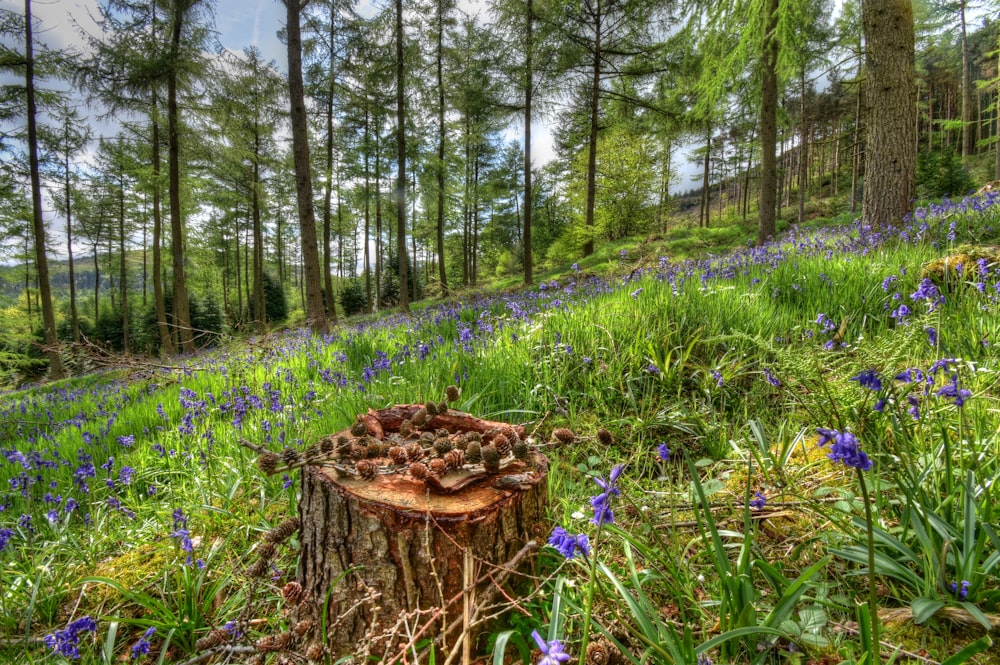 purple flower and green grass