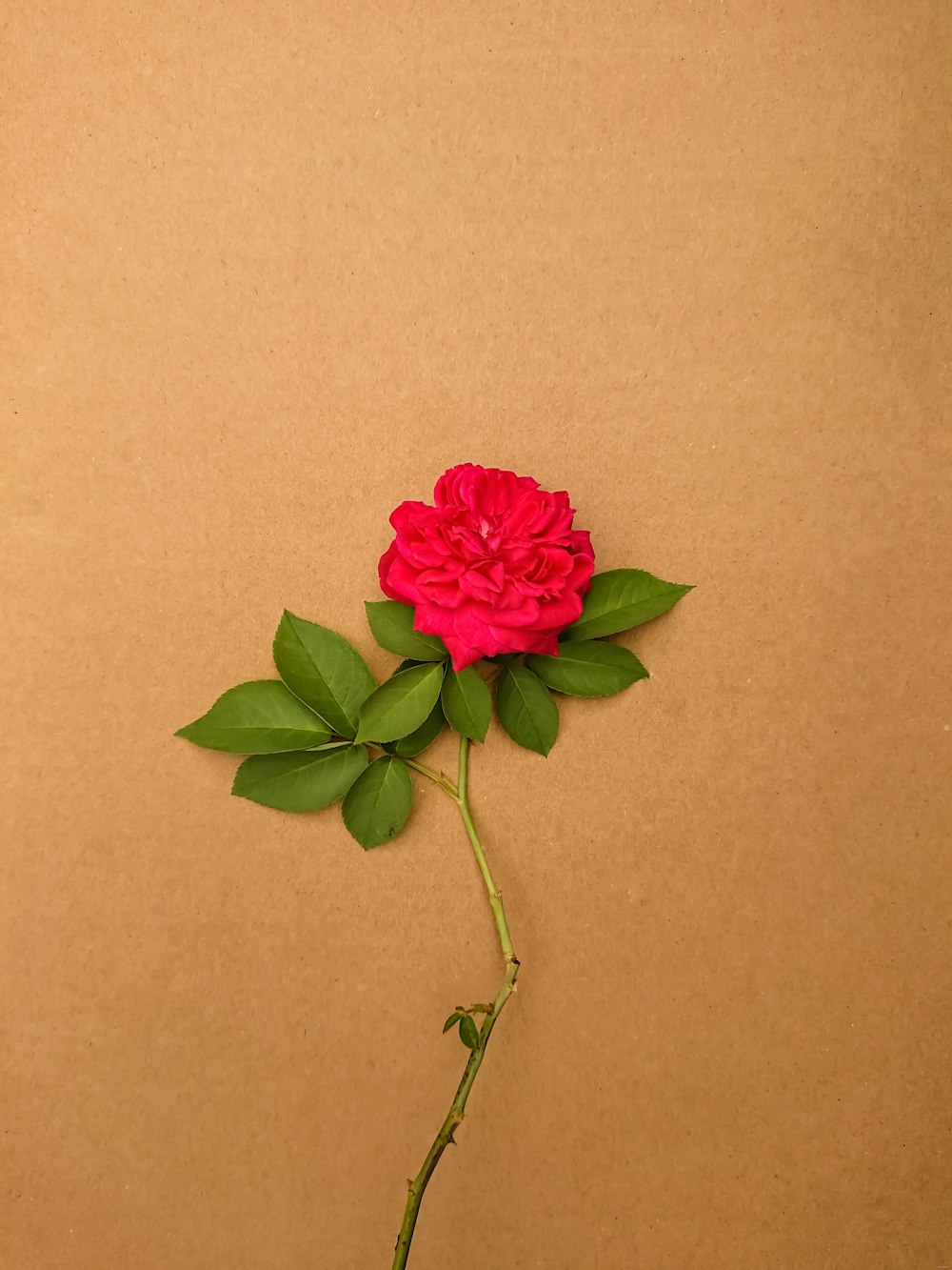 pink flower with green leaves