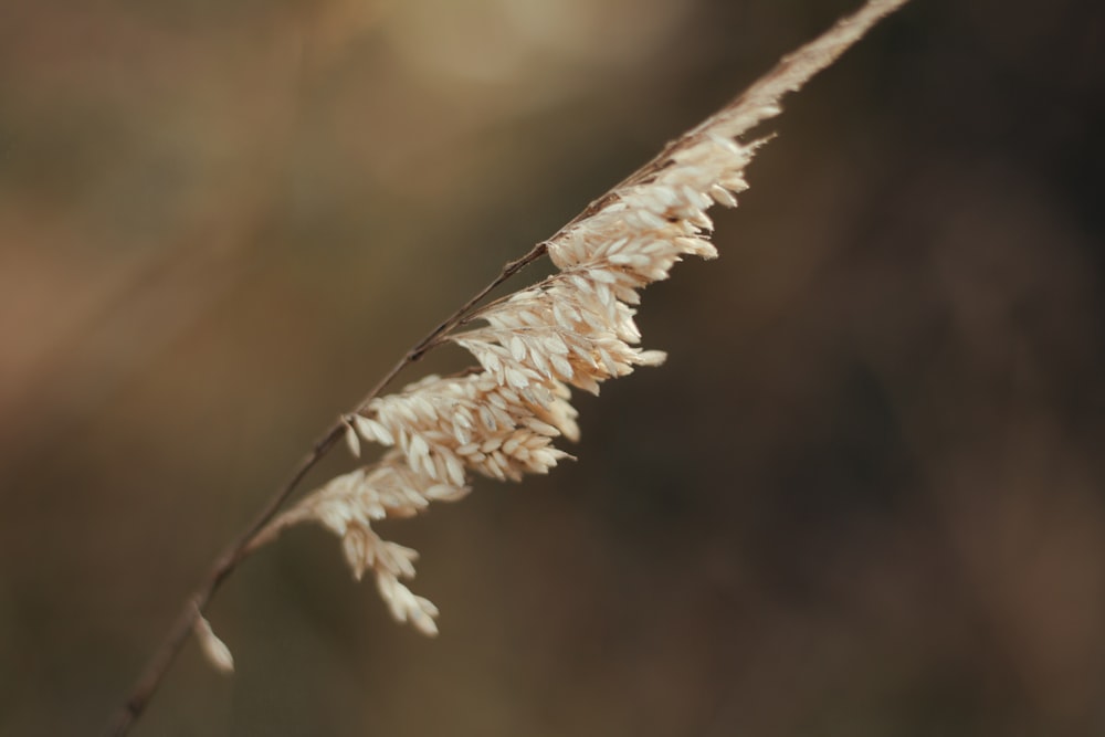 white flower in tilt shift lens