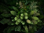 decarbonation and net-zero strategies