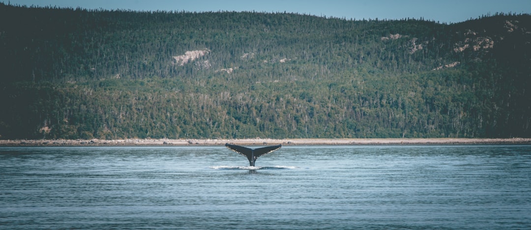 black boat on body of water during daytime