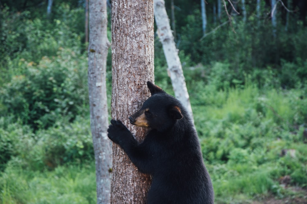 black bear on brown tree trunk during daytime