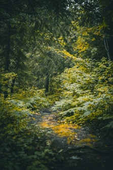 green trees on forest during daytime