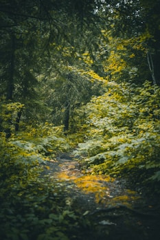green trees on forest during daytime