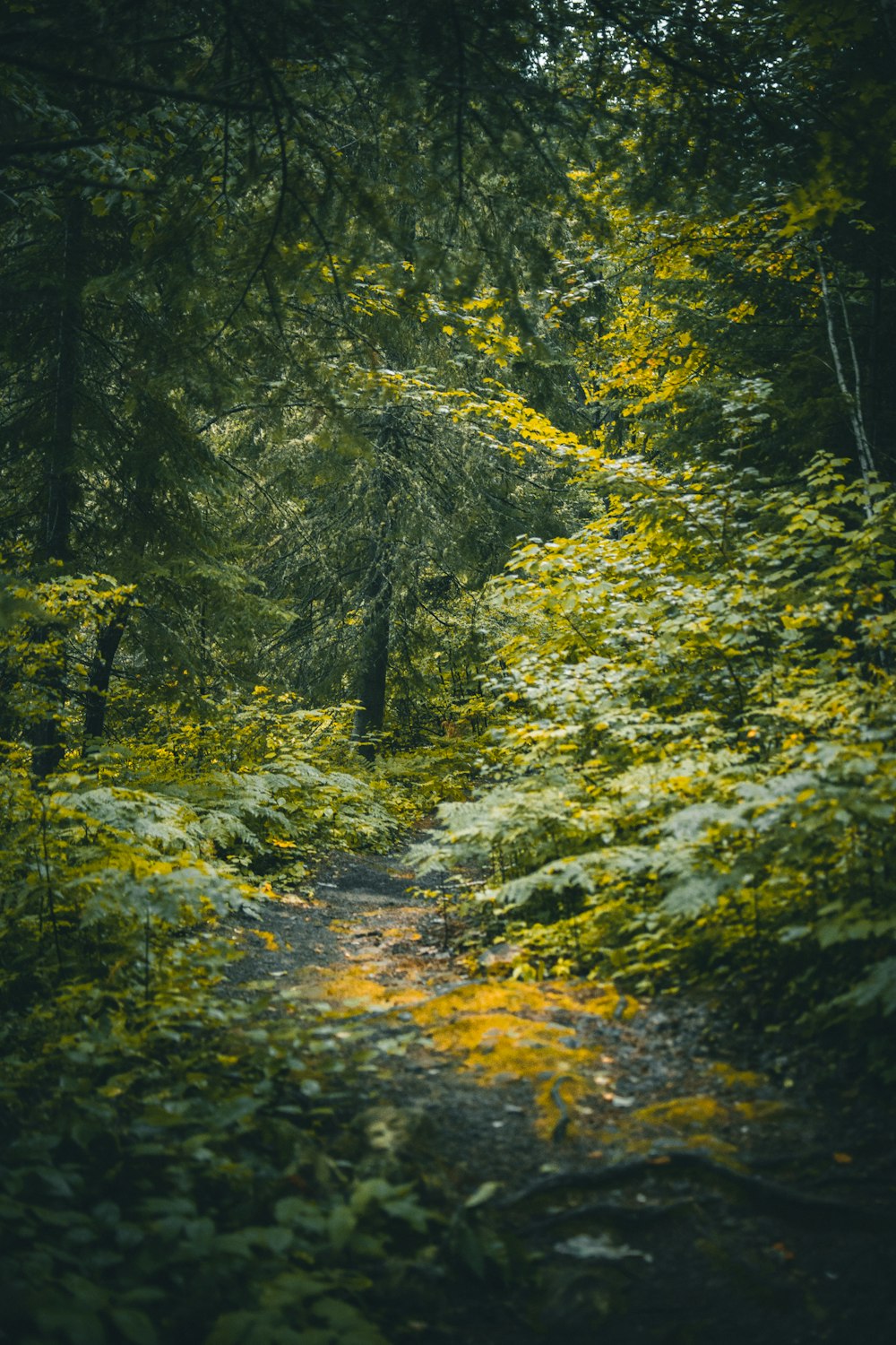 green trees on forest during daytime