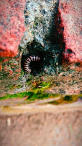 A millipede is partially curled up in a small crevice in a rough, weathered brick wall. The brick displays varying shades of red and brown, with patches of green moss growing around it. The environment appears damp, with textures highlighting the rugged surface of the brick.