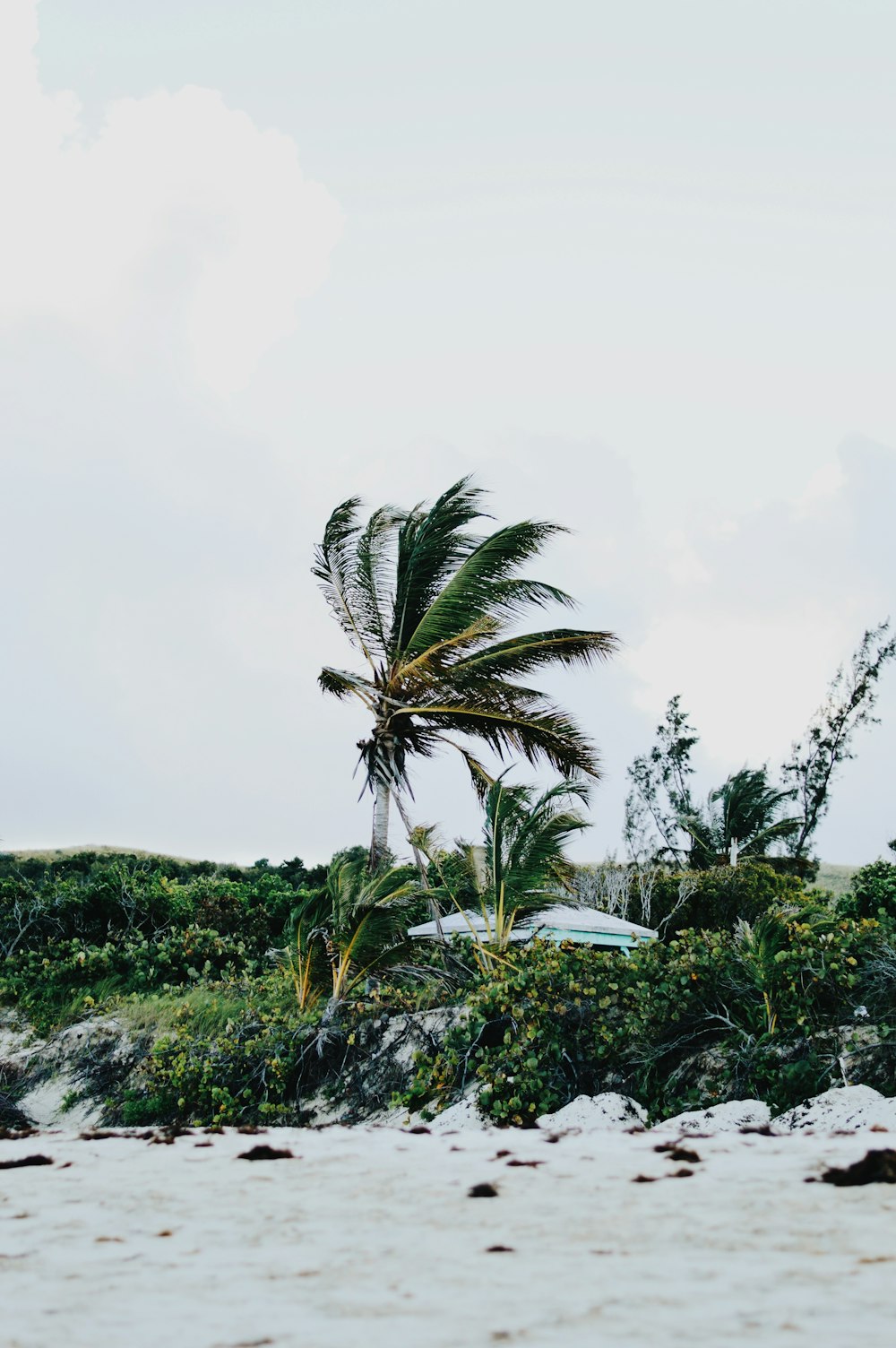 green palm tree on green grass field under white sky during daytime