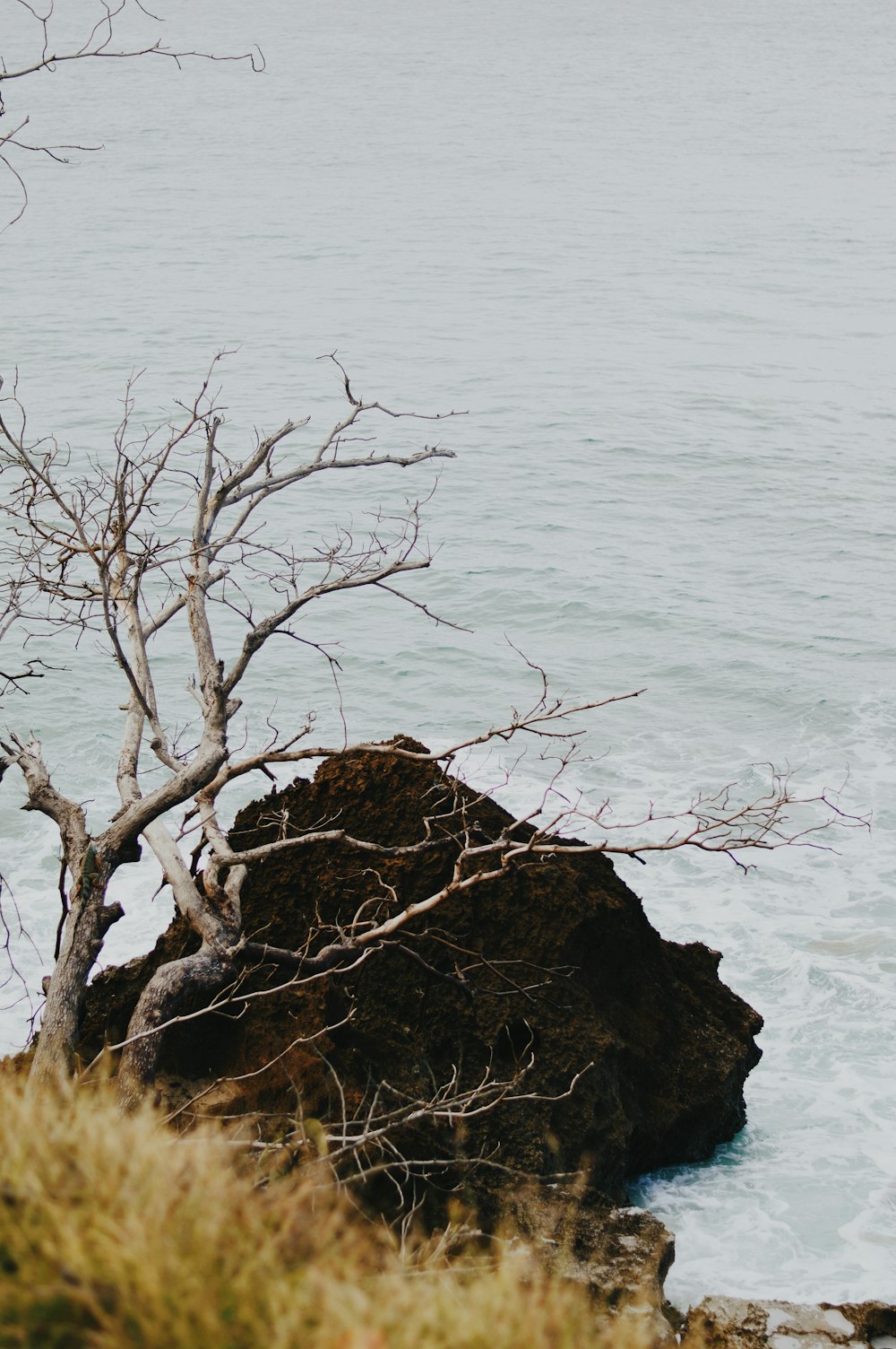 árvore nua marrom na formação rochosa marrom perto do corpo de água durante o dia