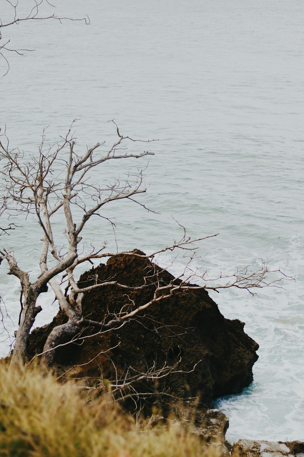 brown bare tree on brown rock formation near body of water during daytime