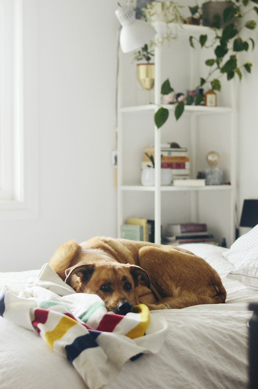 brown short coated dog lying on bed