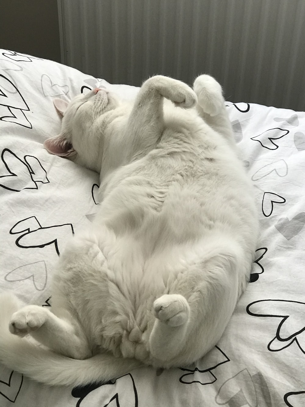 white cat on white and black textile