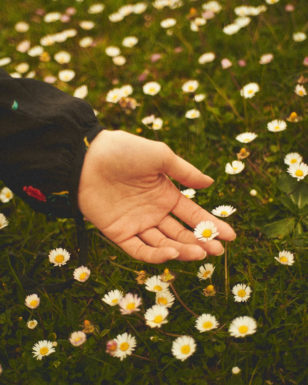 person holding white and yellow flower