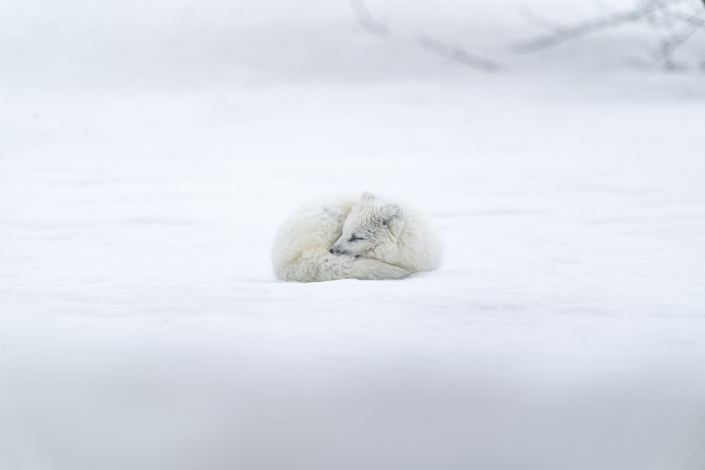 animal branco de pelagem longa no chão coberto de neve