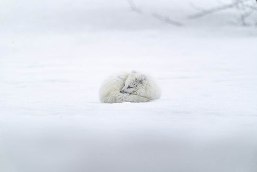 animal blanc à poil long sur un sol couvert de neige