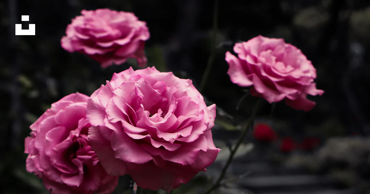 Rosa rosada en flor durante el día foto – Imagen de Flor gratuita en ...