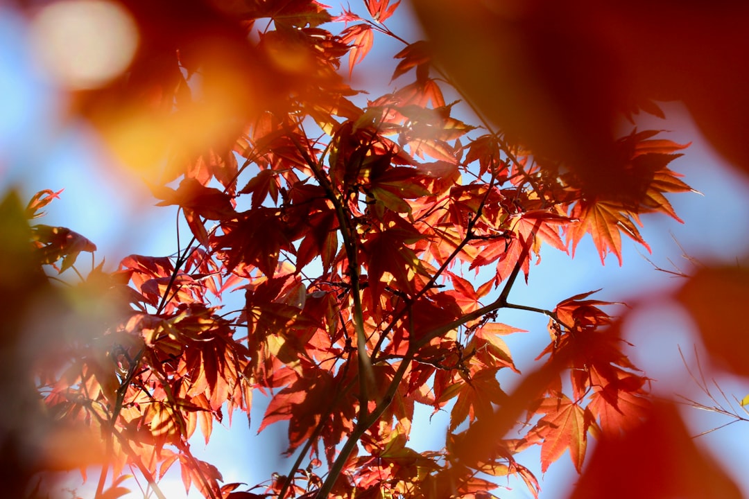 brown and green leaves during daytime