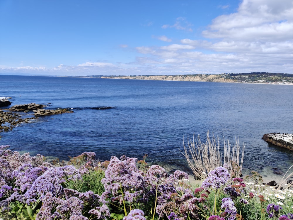 purple flowers near body of water during daytime