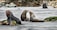 Four seals are resting on a rocky beach. The foreground features three seals on a wet, gray surface, with two of them appearing to interact closely. The seals have a mix of dark brown and lighter fur, and their bodies are sleek and shiny, likely from water. Green moss-covered rocks surround them. In the background, a fourth seal is slightly separated from the group, sitting near a cluster of larger rocks and boulders.