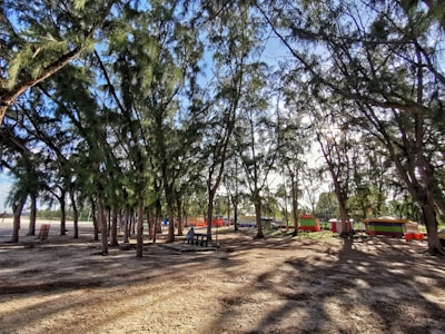 A cozy picnic spot under tall trees with sunlight filtering through