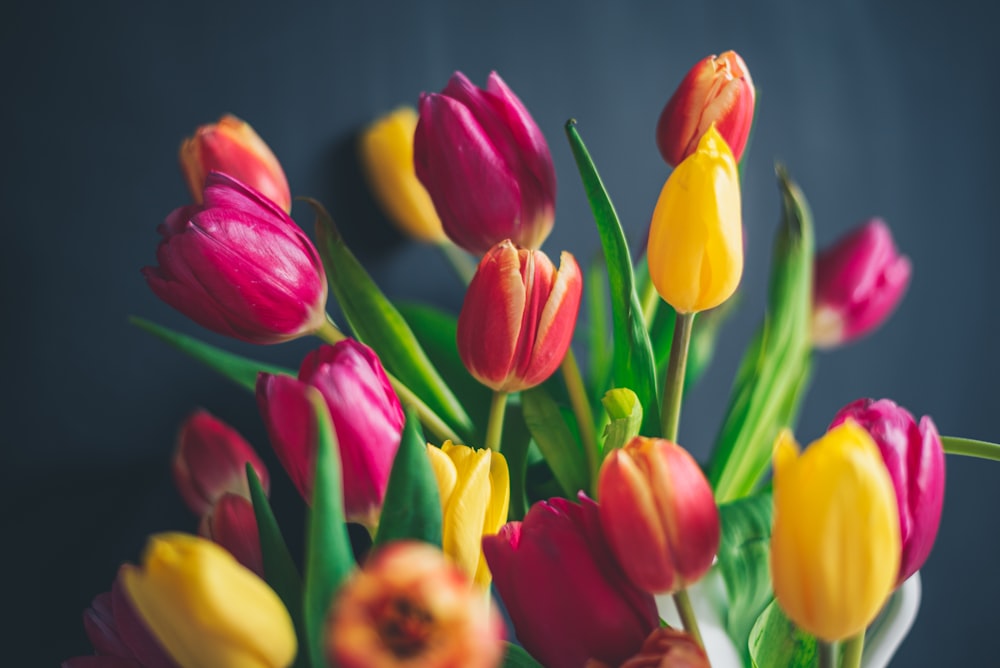 Rote und gelbe Tulpen blühen tagsüber