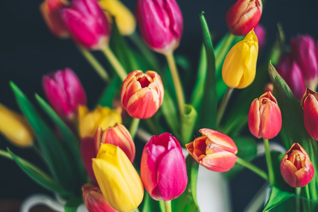 red and yellow tulips in bloom during daytime