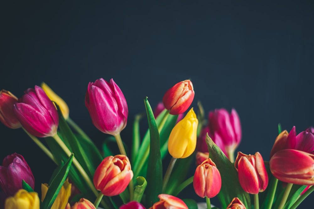 red and yellow tulips in bloom