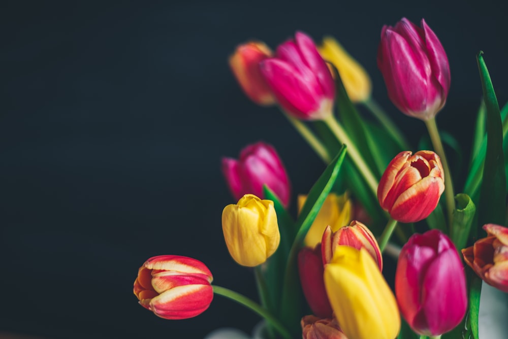 pink and yellow tulips in bloom