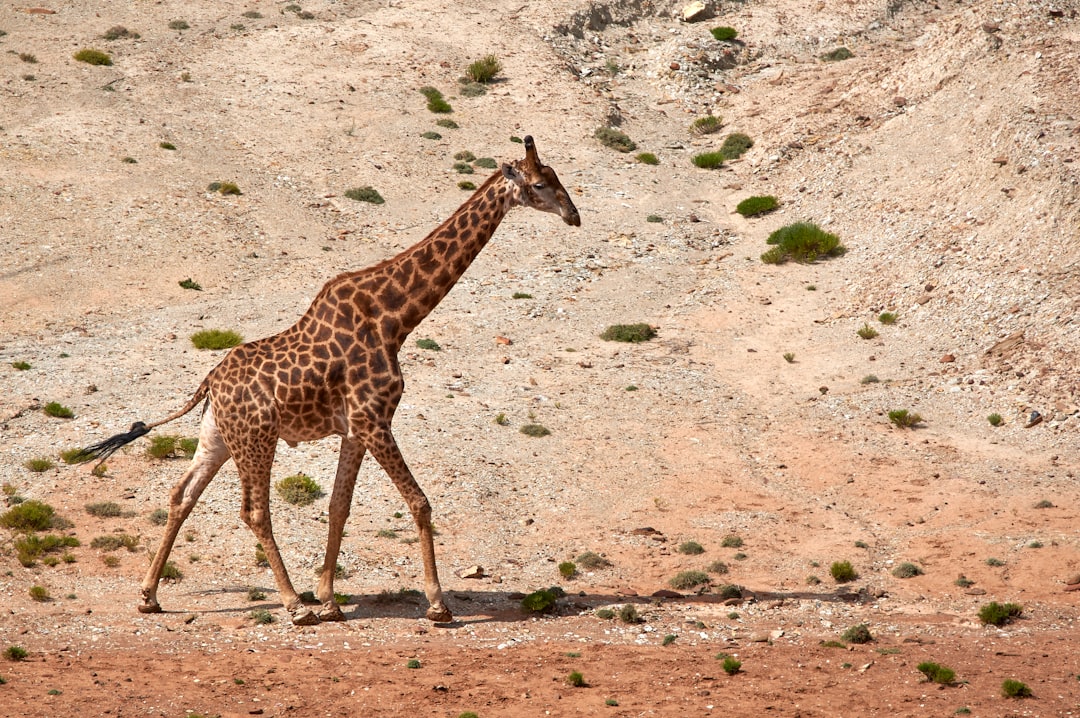 brown giraffe standing on brown dirt during daytime