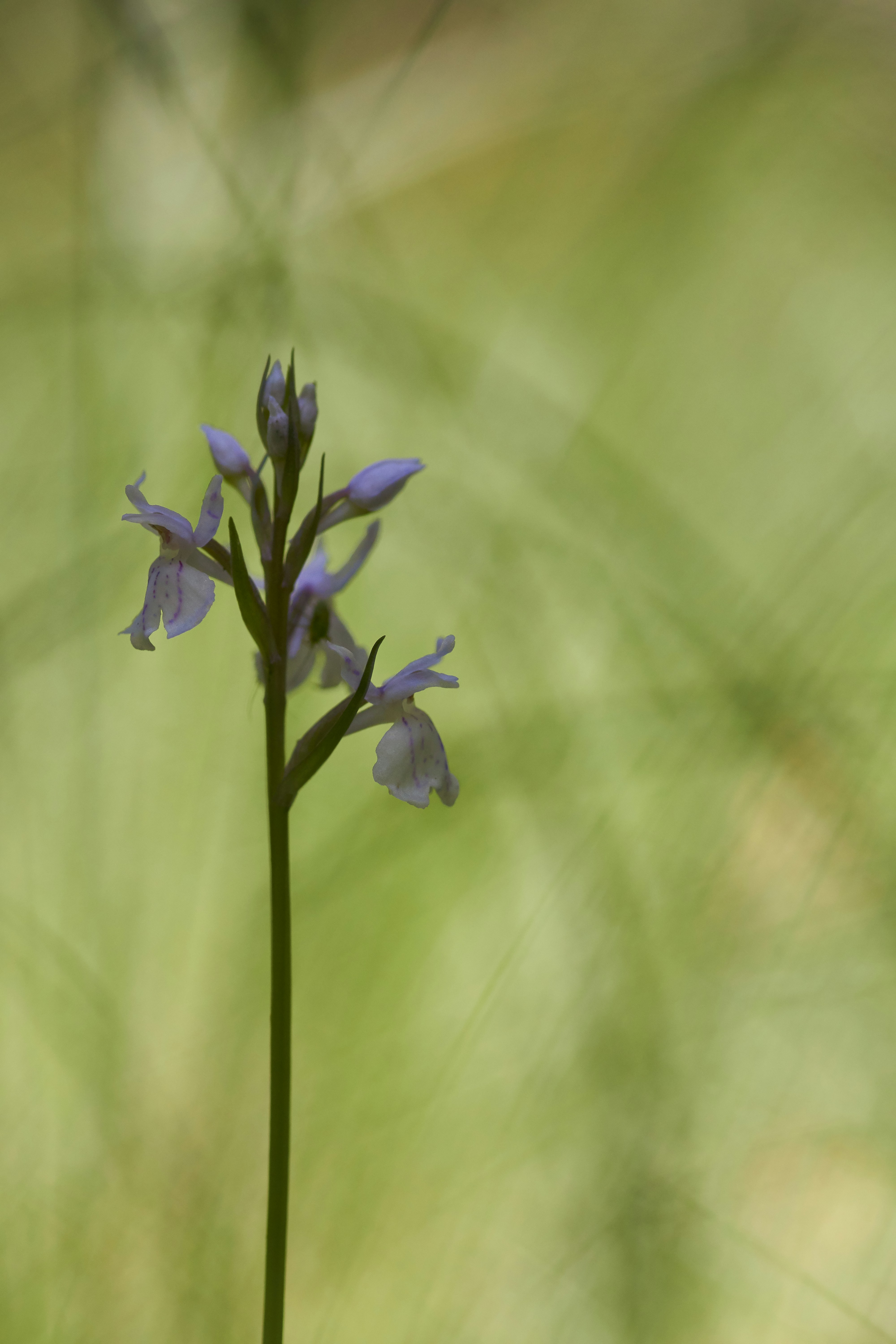 Photo by wolfgang_hasselmann