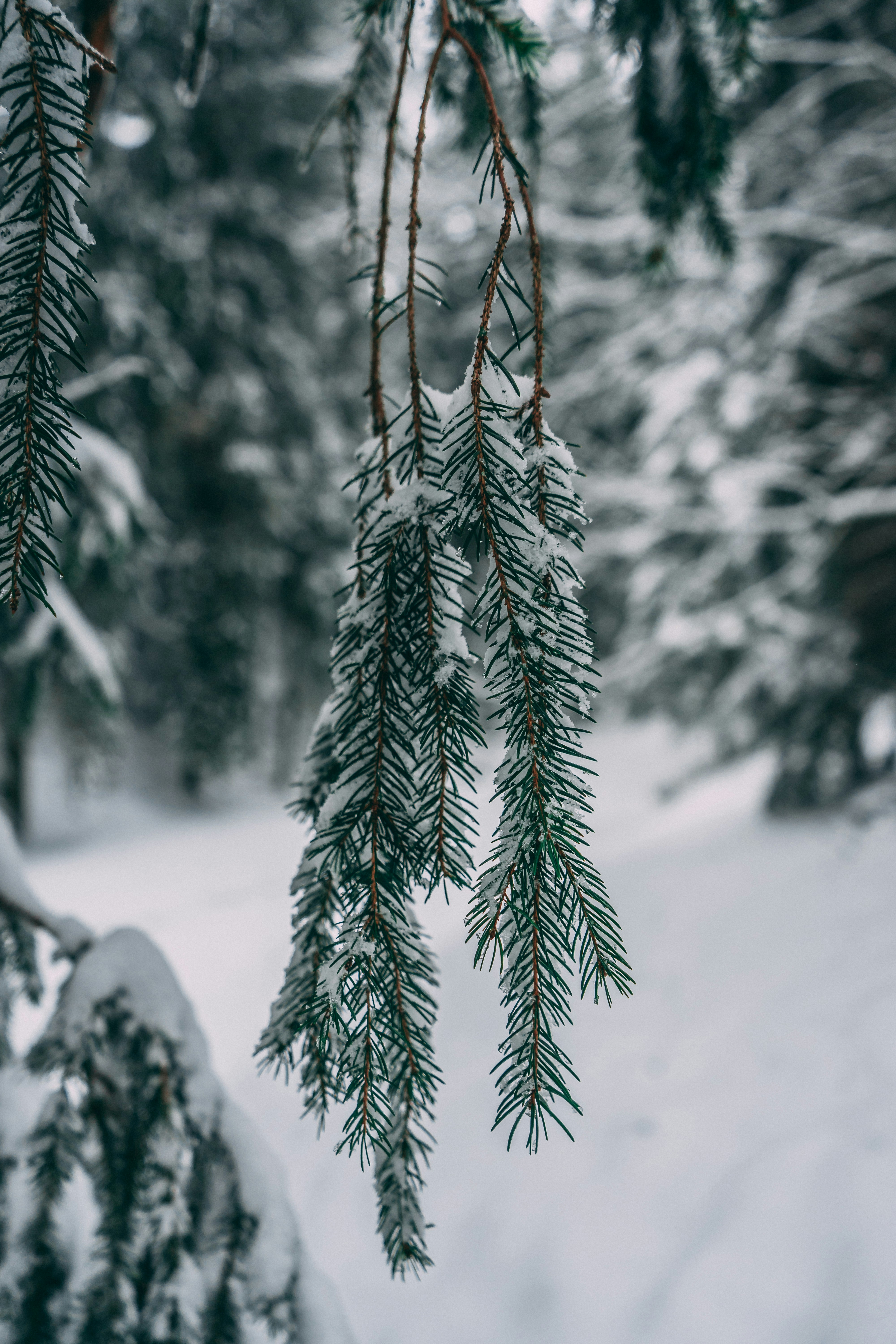 Photo by virussinside