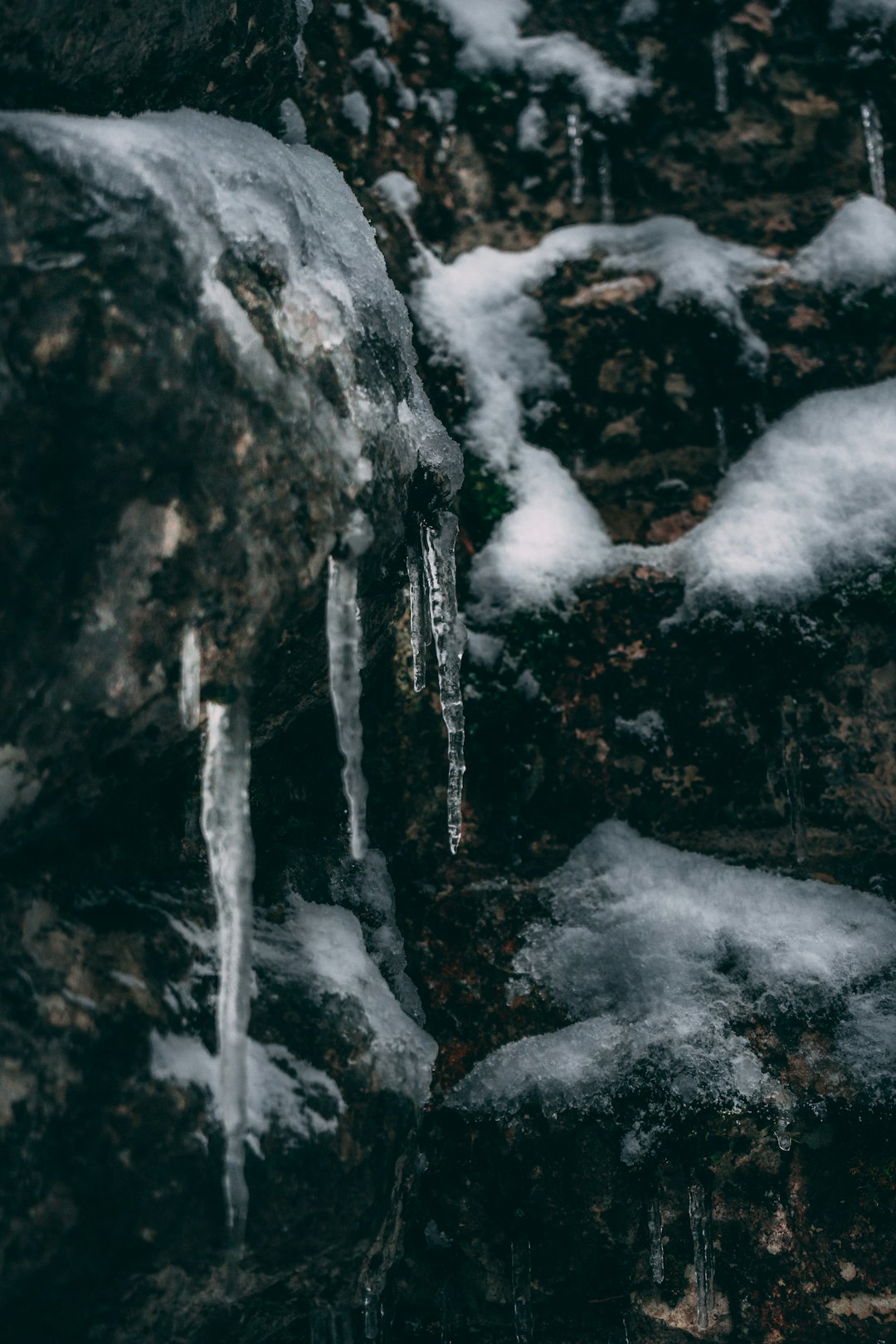 grayscale photo of ice on tree trunk