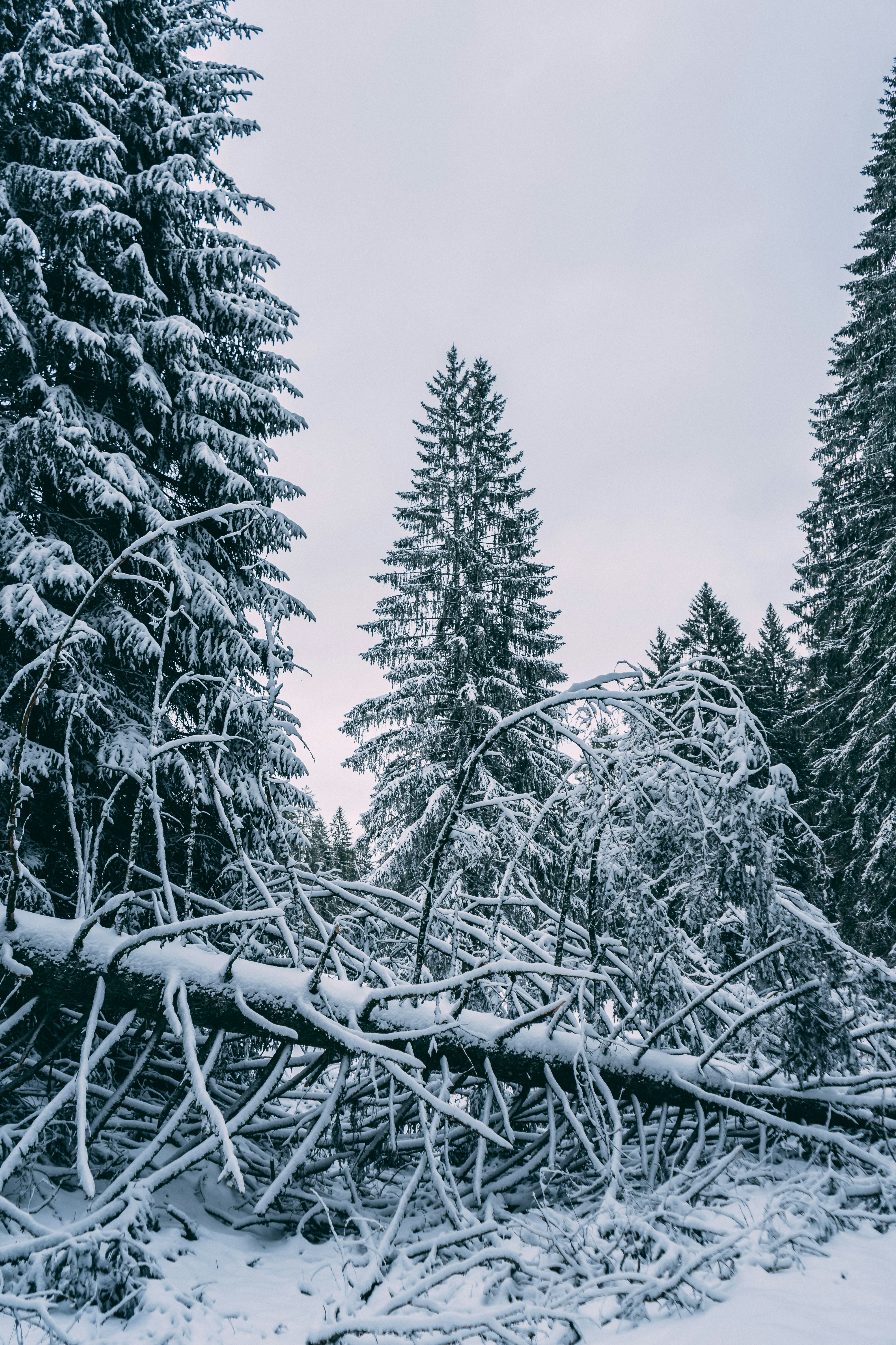 Photo by virussinside