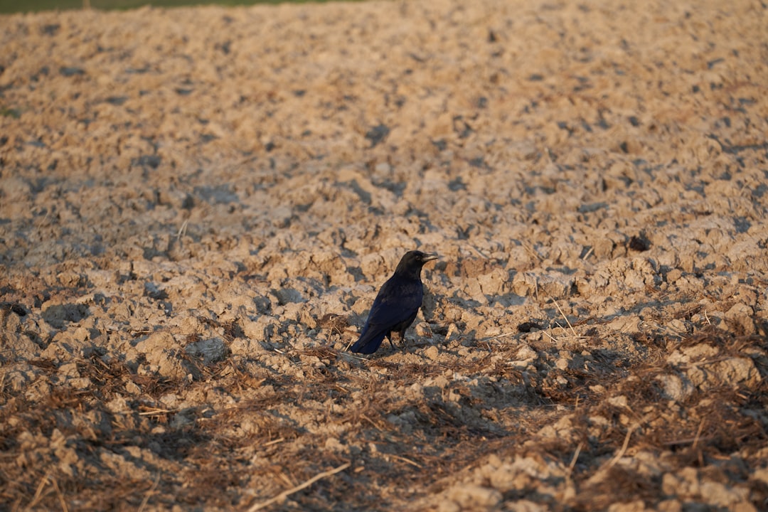 black bird on brown soil during daytime