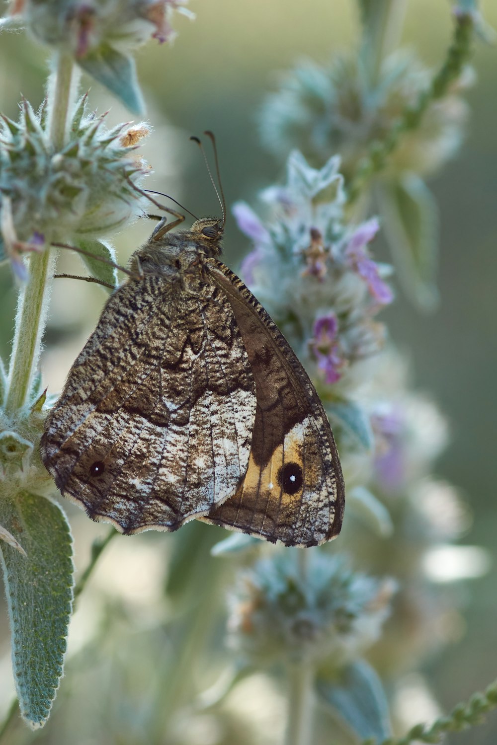 brown butterfly perched on pink flower in close up photography during daytime