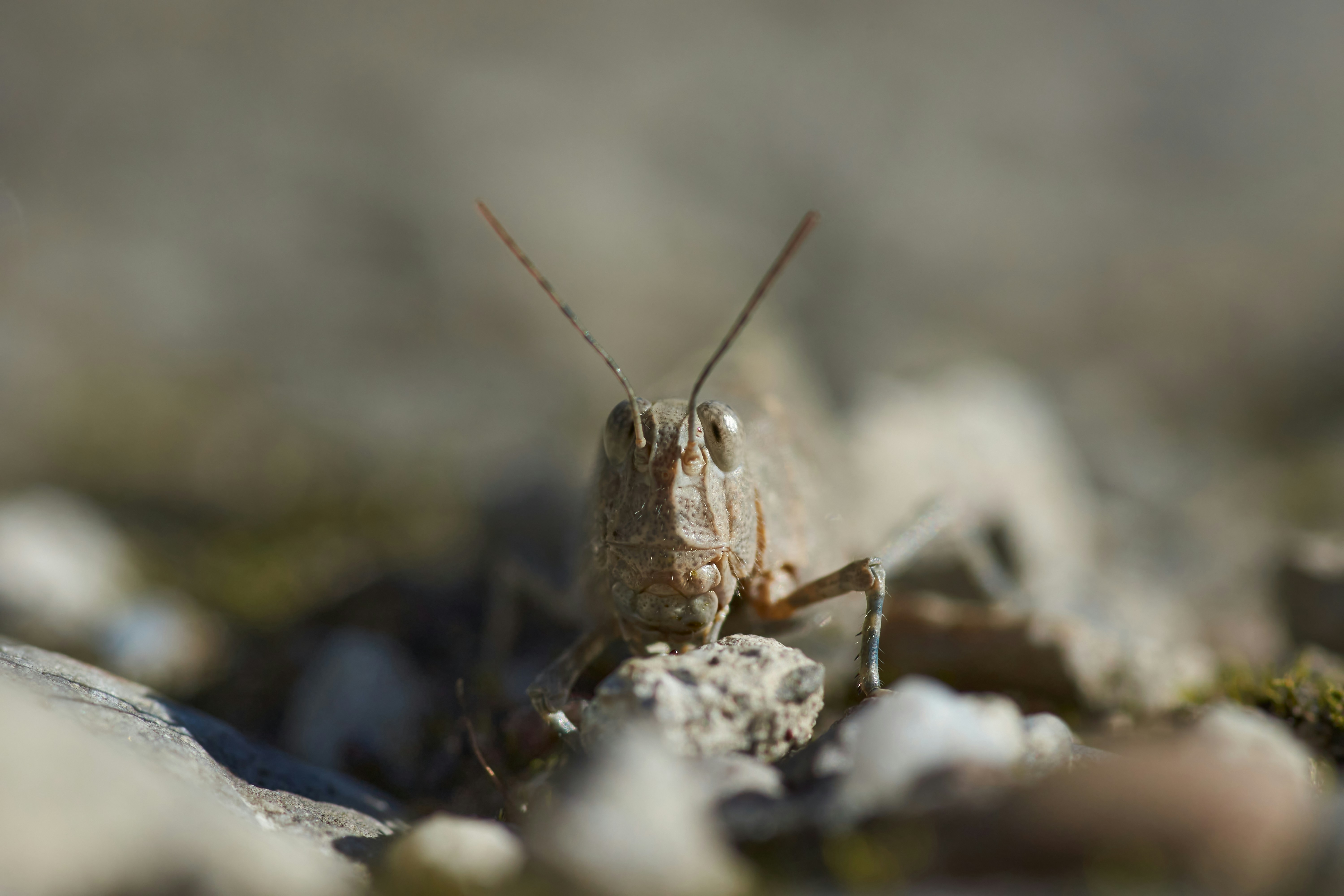 Photo by wolfgang_hasselmann