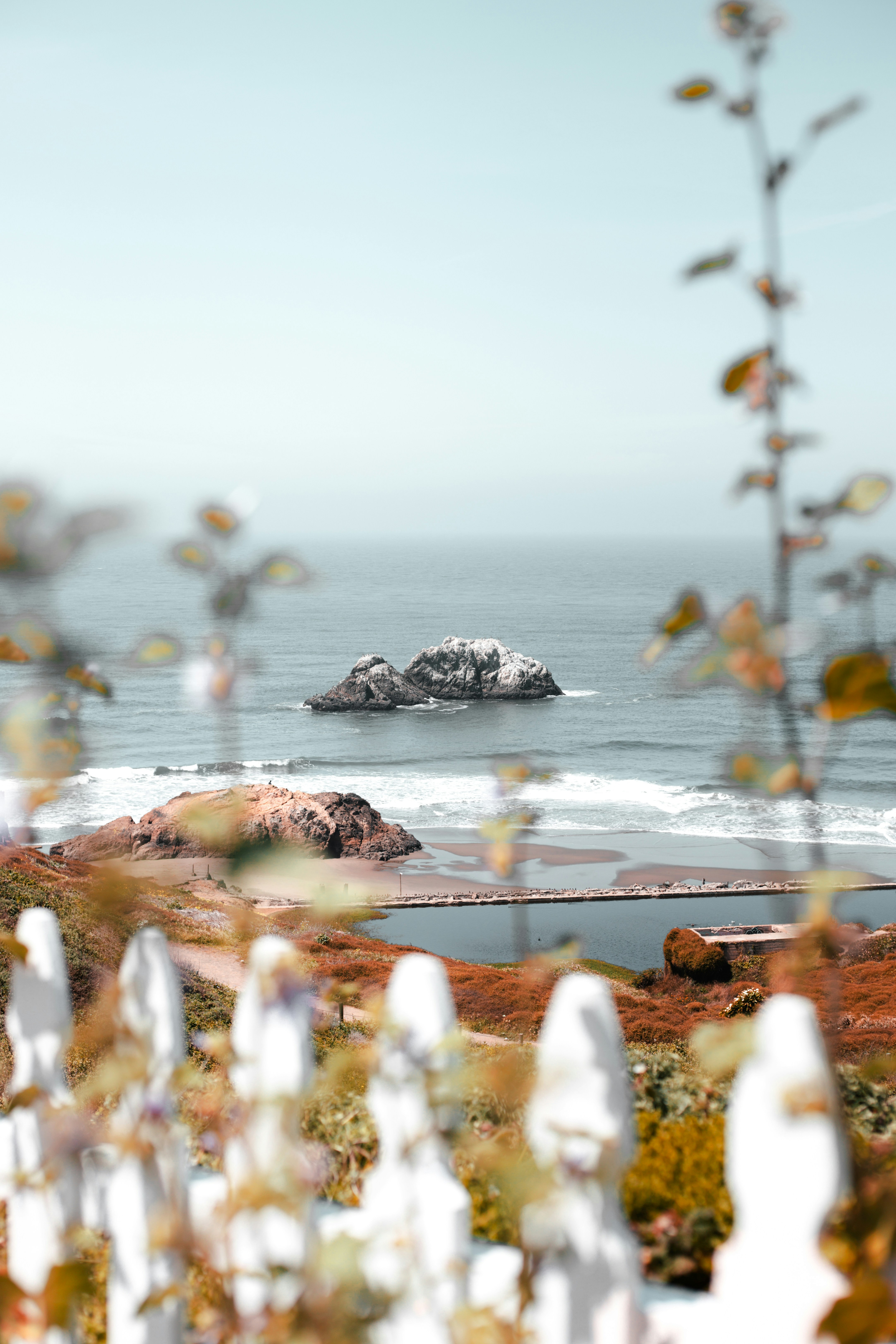 brown dried leaves on shore during daytime