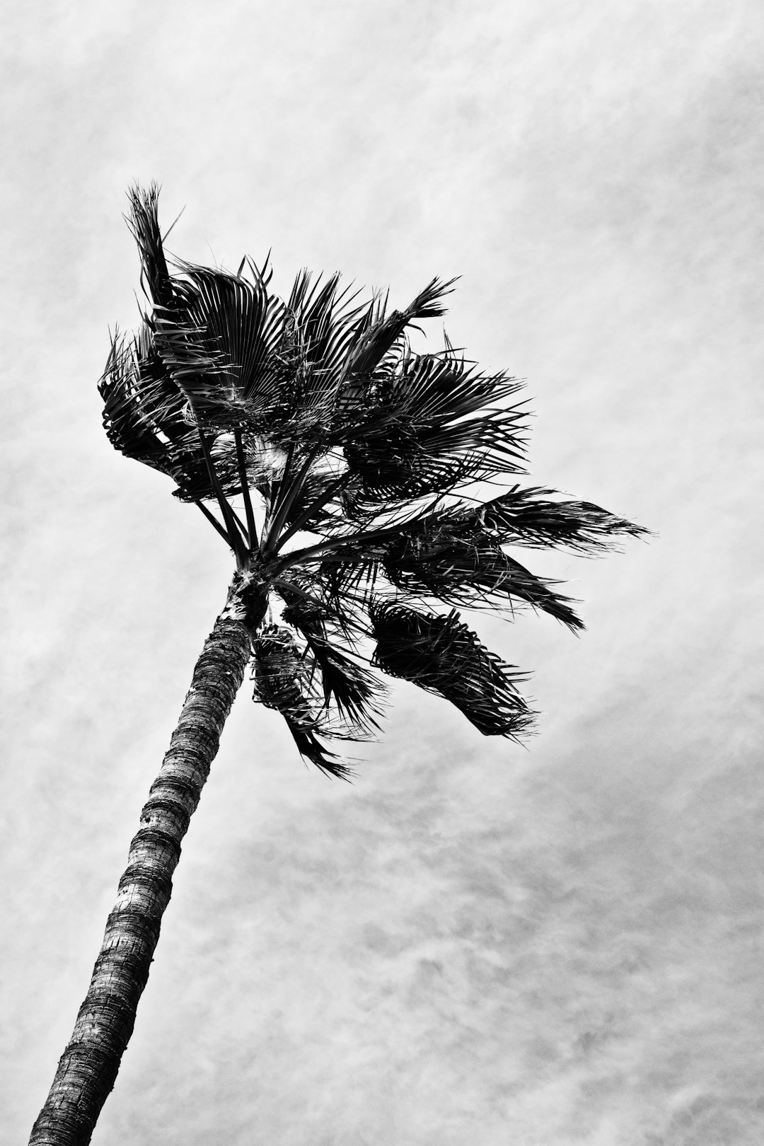 Windy Pictures | Download Free Images on Unsplash