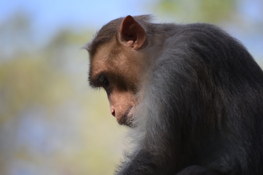 brown monkey on brown tree branch during daytime in Karnataka India