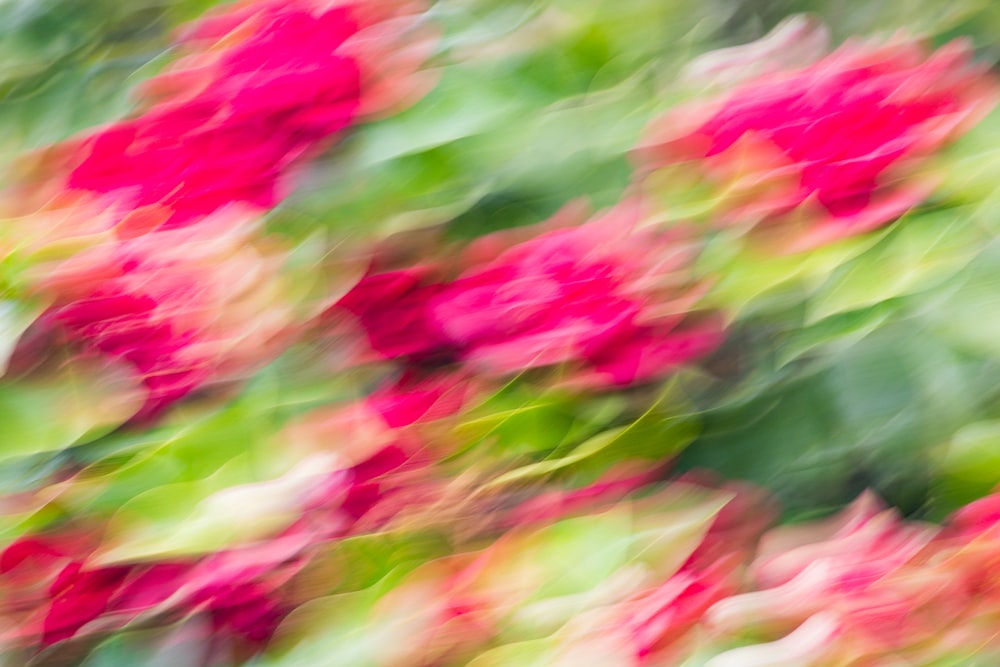 red and green flower petals