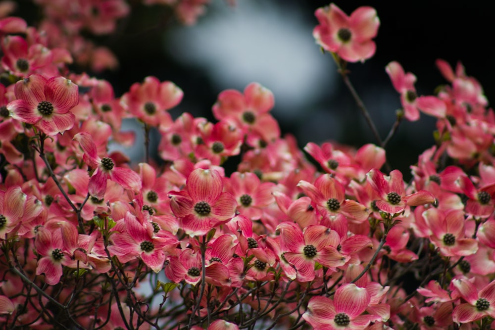 Flores rosas en lente de cambio de inclinación