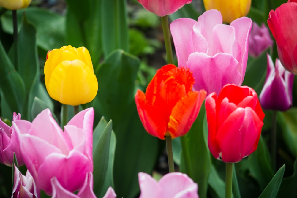 Tulipanes rojos y amarillos en flor durante el día