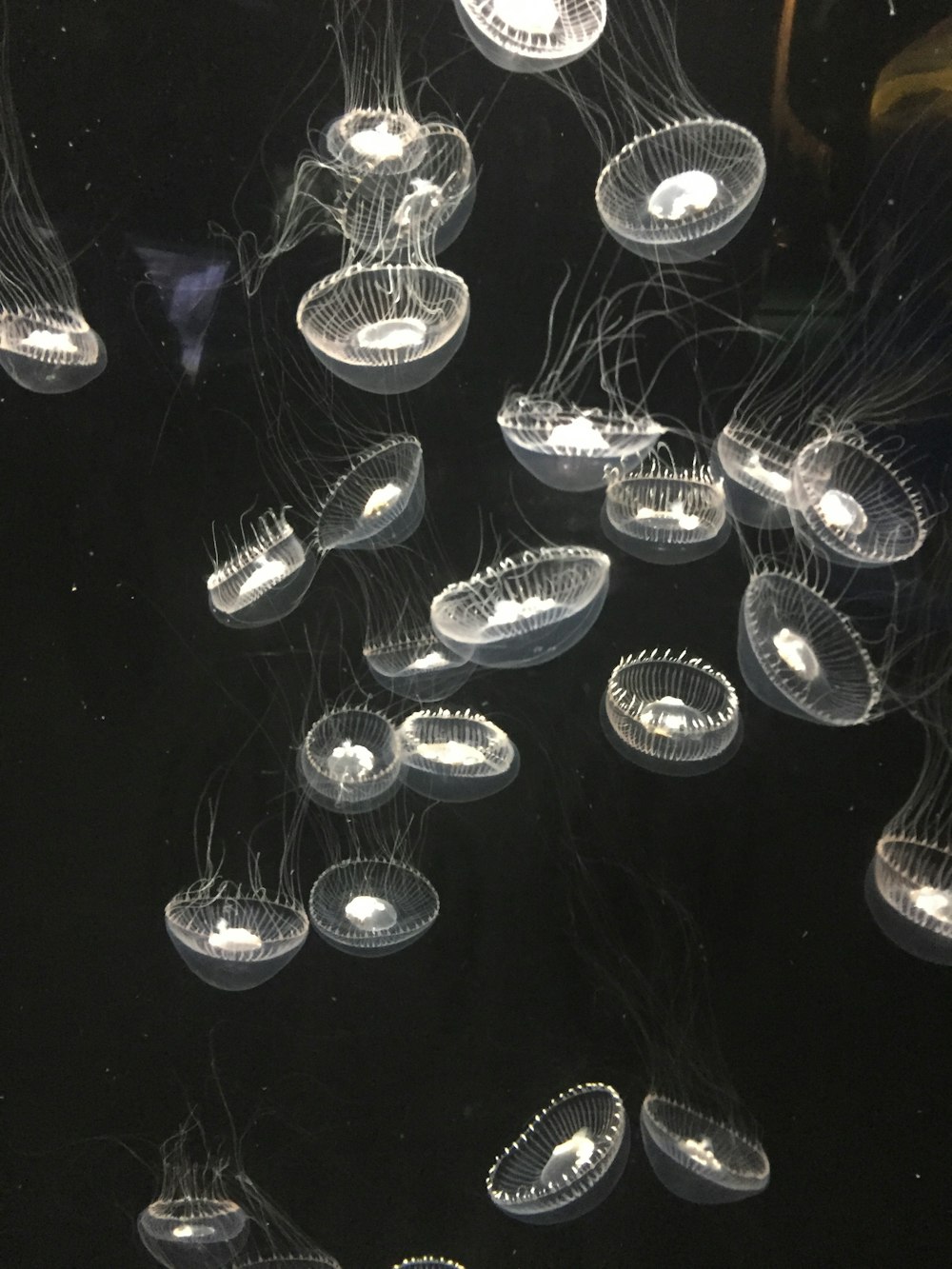 clear glass bottle with white light