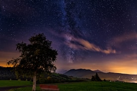green trees and grass field under blue sky with stars during night time