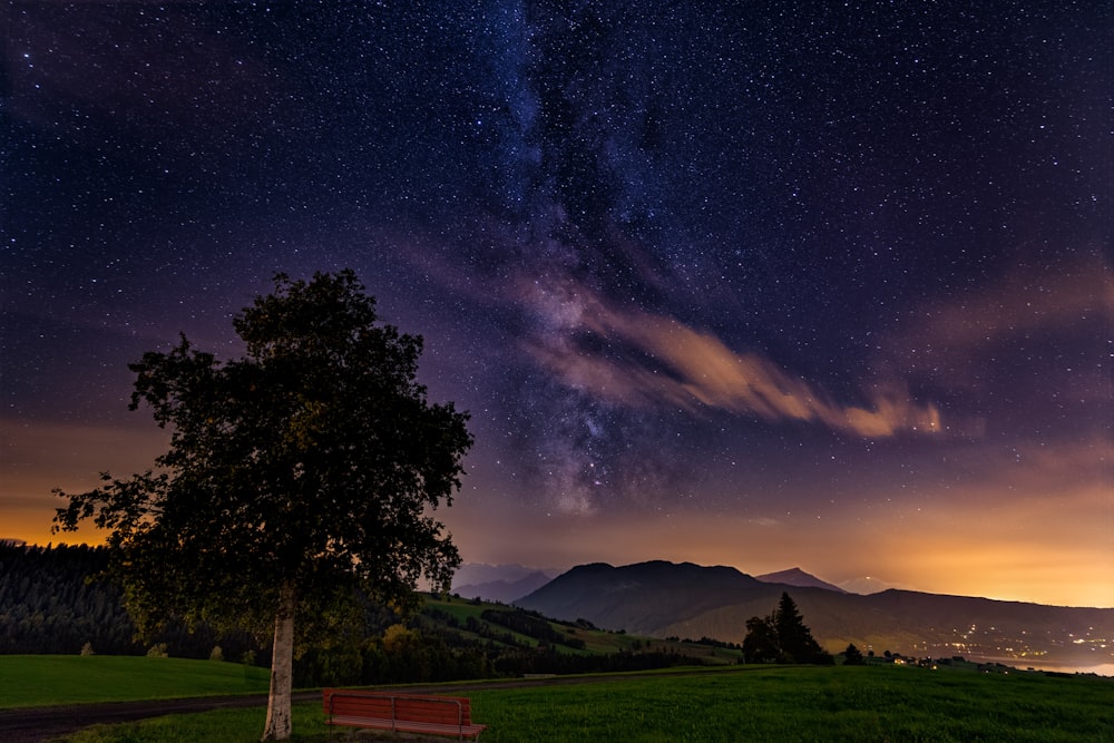 green trees and grass field under blue sky with stars during night time