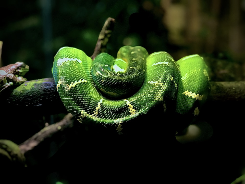 green and white snake on brown tree branch