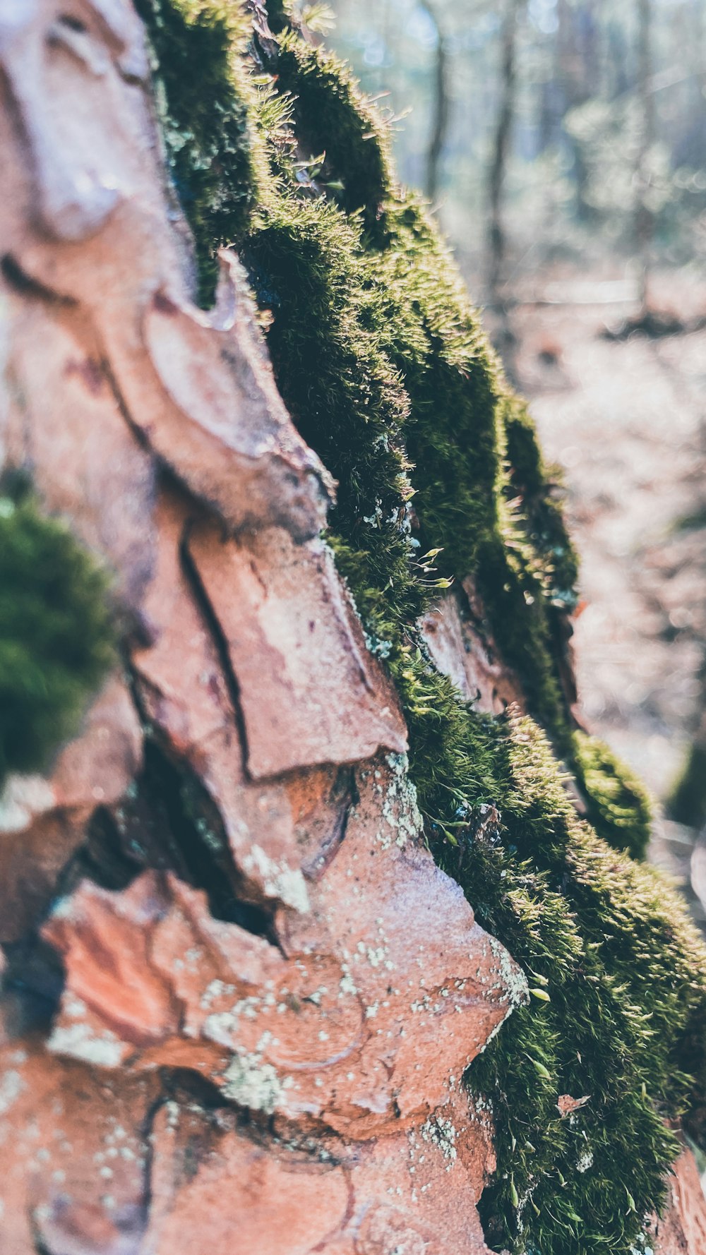 brown and black tree trunk